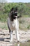 AKITA AMERICAIN 014